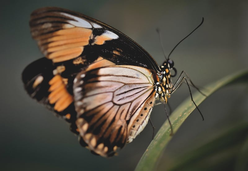 Mind the Butterfly Effect